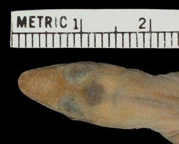 Media type: image;   Herpetology R-10630 Aspect: head dorsal